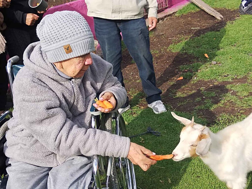 Adulta mayor residente en silla de ruedas alimentando a una cabrita con zanahorias mientras participa en una actividad recreativa al aire libre.