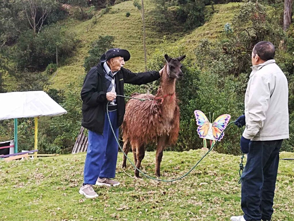 Dos residentes adultos mayores junto a una llama en una hacienda; uno acaricia al animal mientras el otro sostiene su cuerda en una actividad recreativa al aire libre durante una visita a una hacienda.